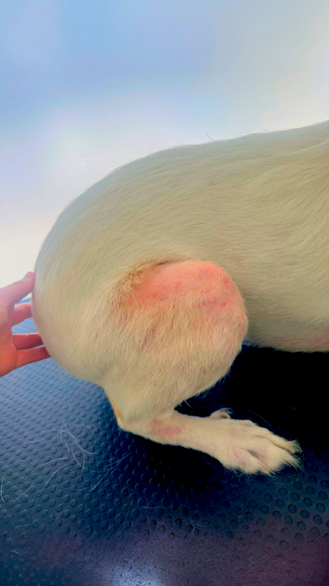 ozono2 photoroom (1)